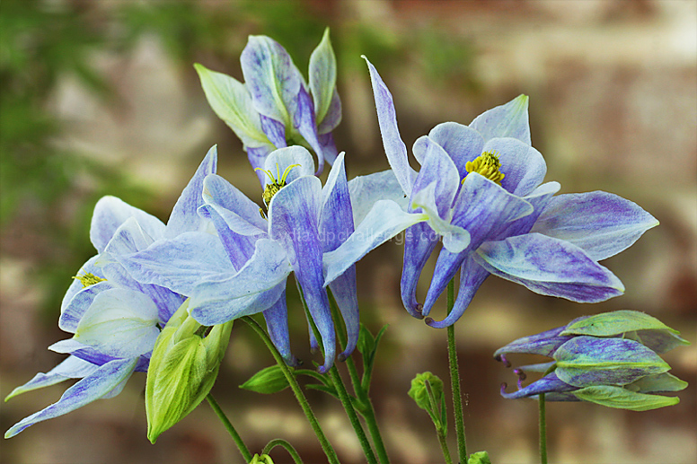 Aquilegia (Columbine)