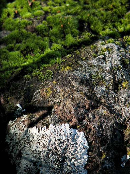 Lichenous Landscape