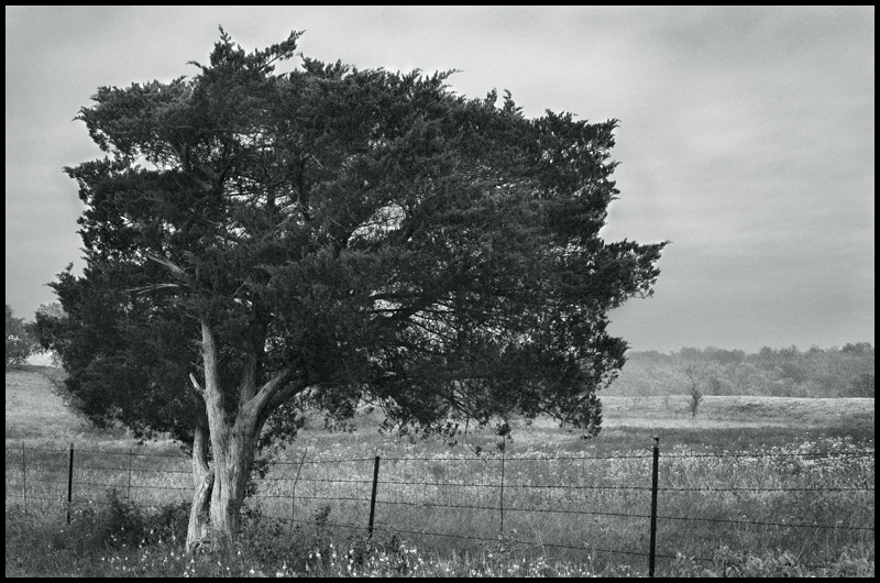 Tree with Barbed Wire Fence