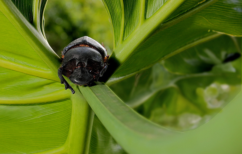 Harmless Giant