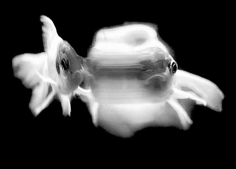 A Singular Fish