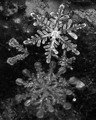Snowflakes!