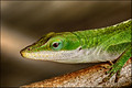 Anole Green