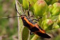 Milkweed Bug - A True Bug (hemipteran)