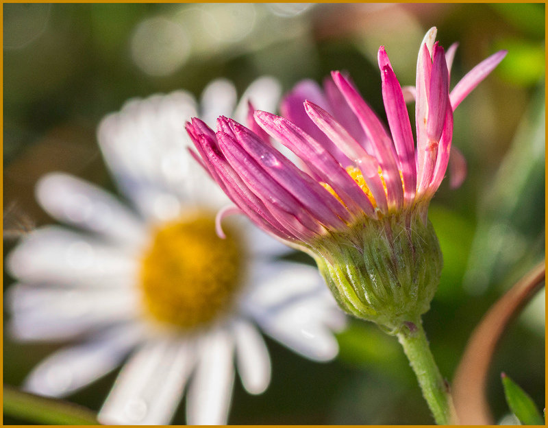 outdoor-macro