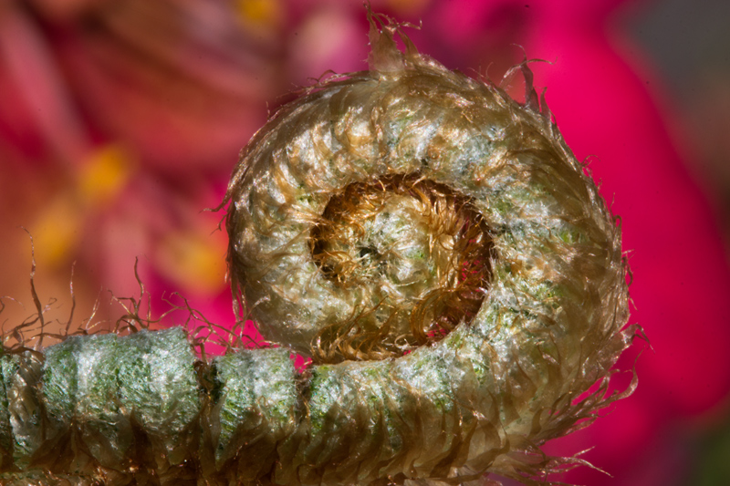 Fern, unfolding