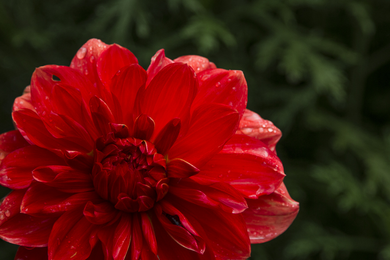 Morning Bloom