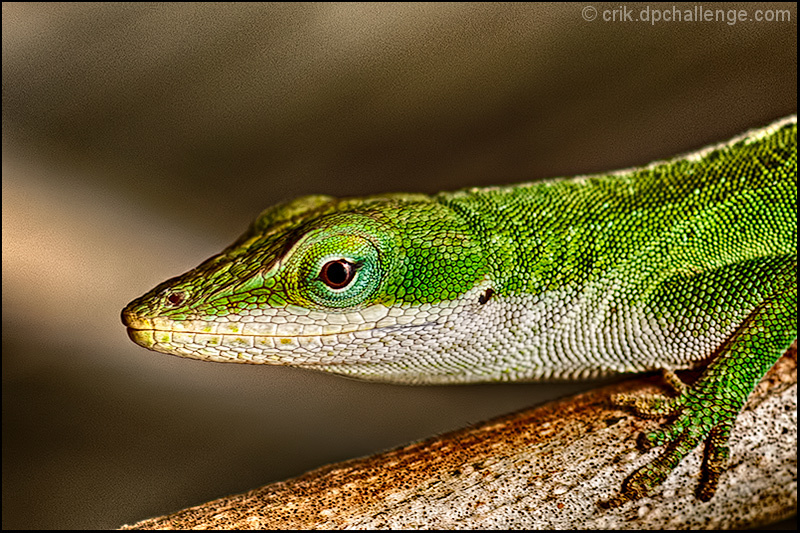 Anole Green