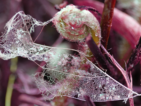 Nature's Lace