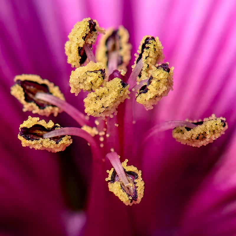 Pollen Tree