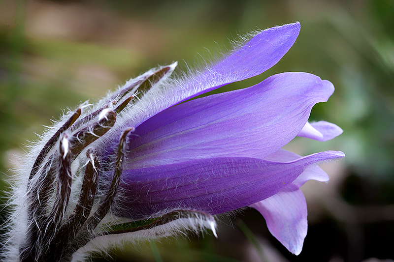 Spring on the tundra