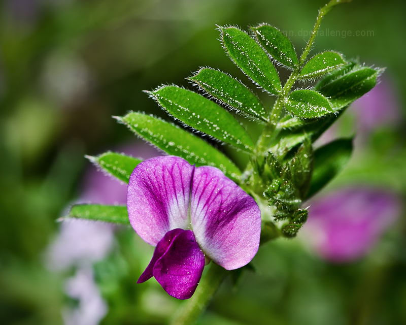 amaranthine & pollen