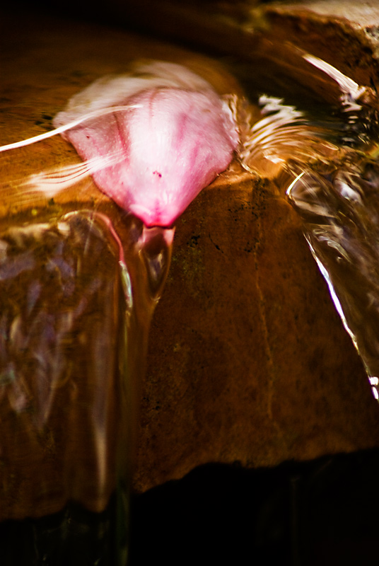 Petal Fall