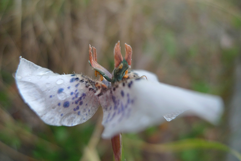 Moraea atropunctata