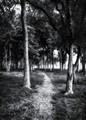 A quiet walk in the woods