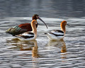 Migration stop-over at the Lake