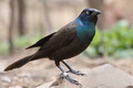 With spring come Grackles!