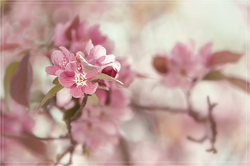 Chintz