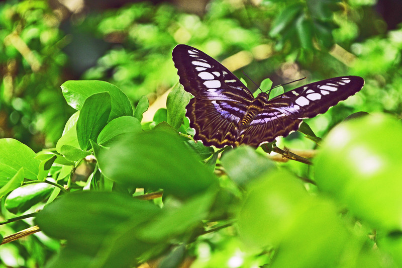 Spring Butterfly