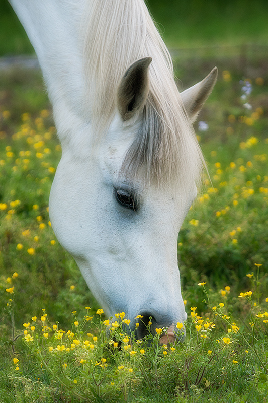 Spring Grazing