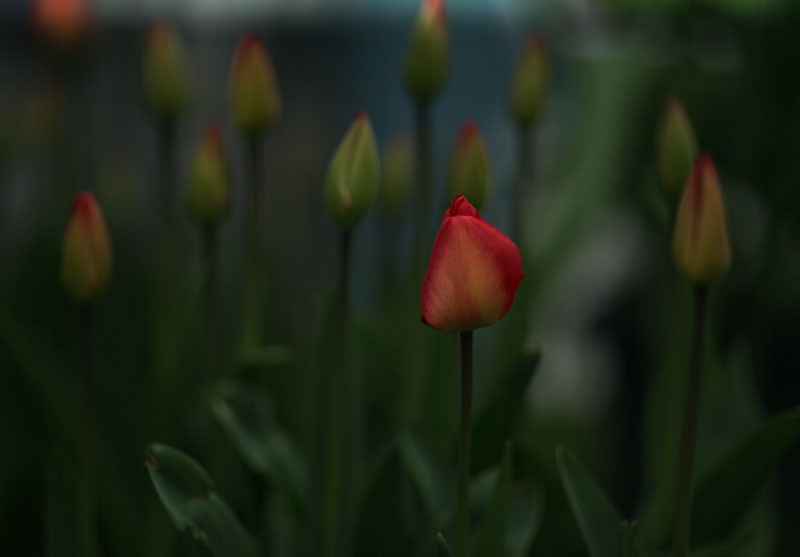 Spring Flowers
