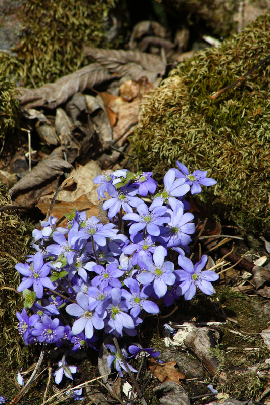 anemone hepatica