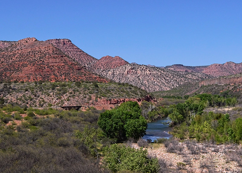 Desert Greenery