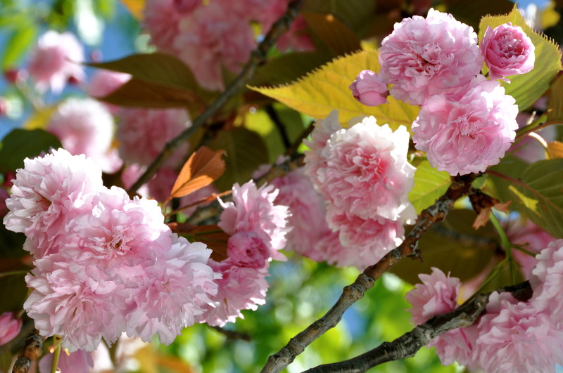 Blossom