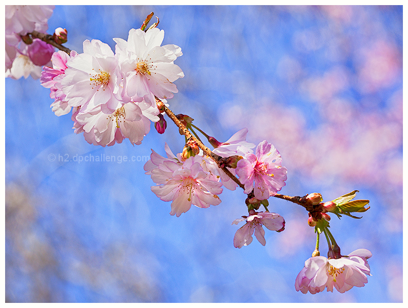 Cherry Blossom Season