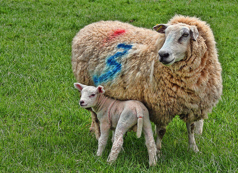 Mary had a little lamb