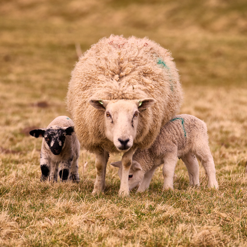 spring lambs