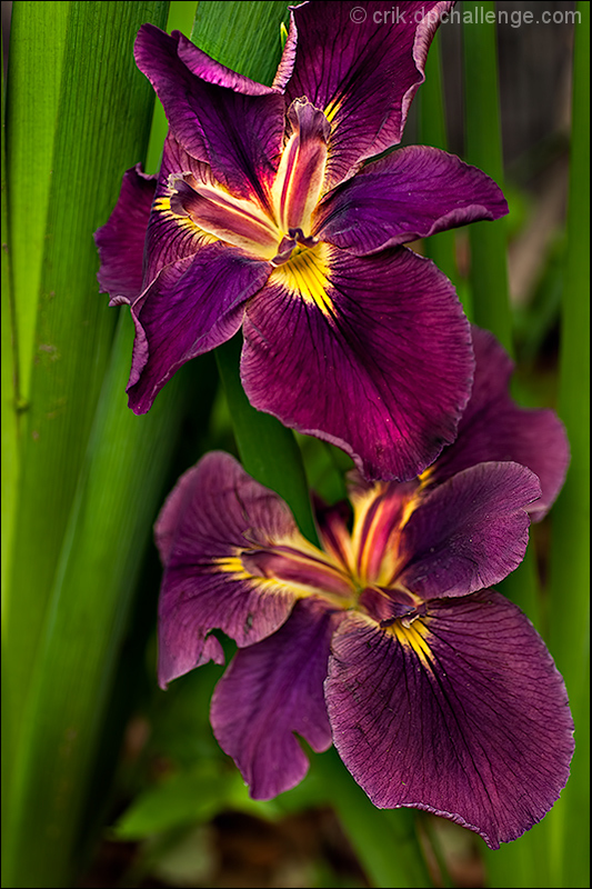 The Iris in April