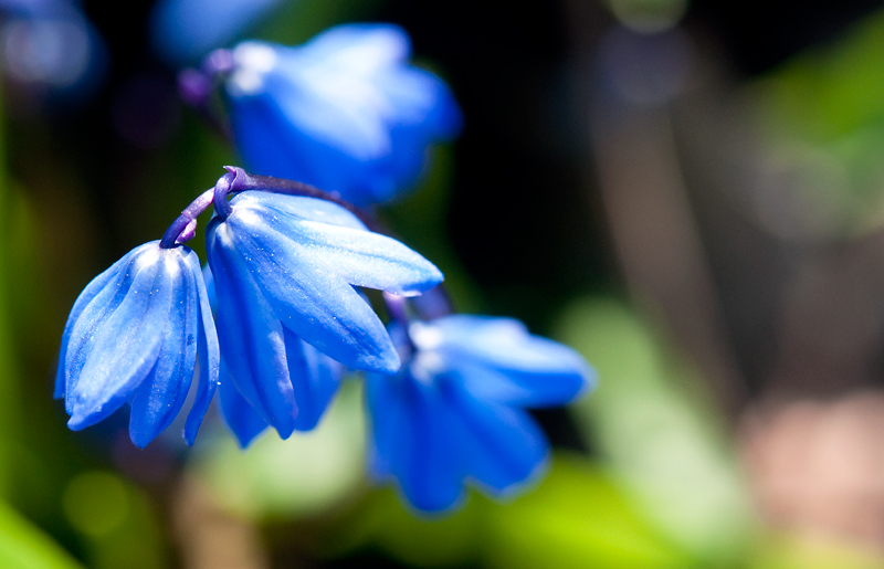 April hath put a spirit of youth in everything -Shakespeare