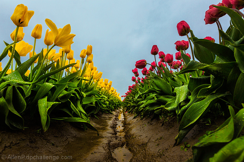 A colorful wet spring