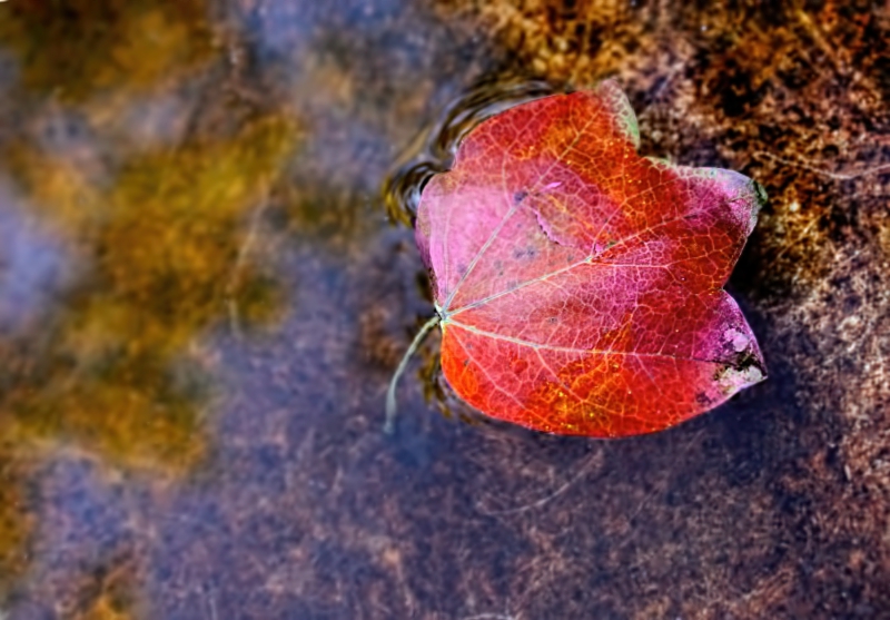 Lying in a Puddle