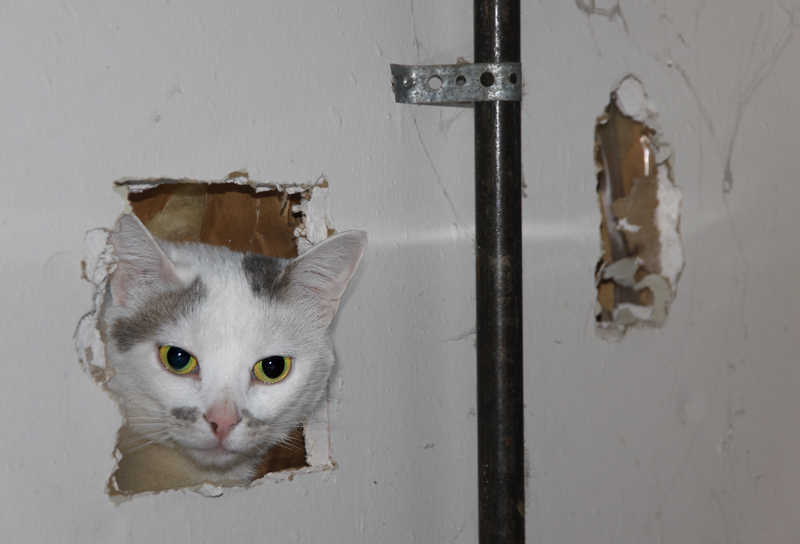 Wall Cat is watching you!