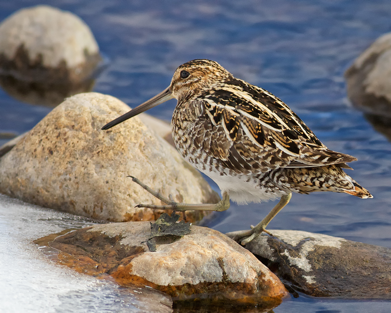 Snipe Hunt, My Foot