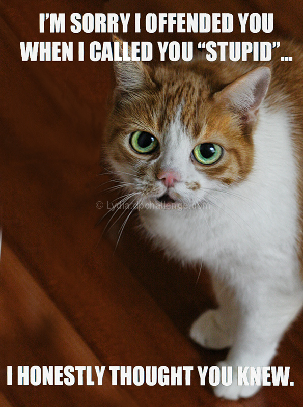 Grumpy Cat