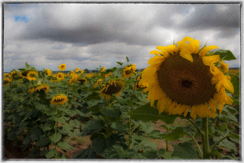 Friendly flower on a (g)rainy day