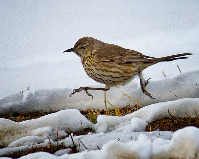 Sage Thrasher on the run.