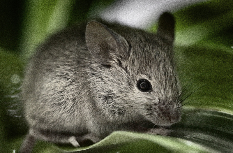 House Mouse