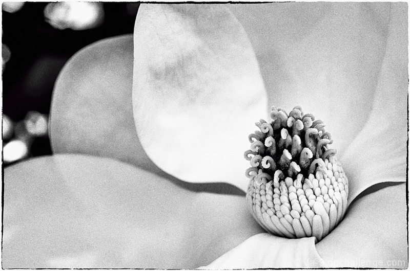 Under The Magnolia Tree