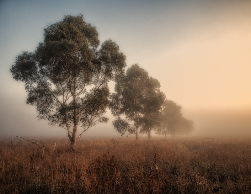 Vanishing Windbreak