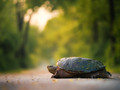 Slow Rush