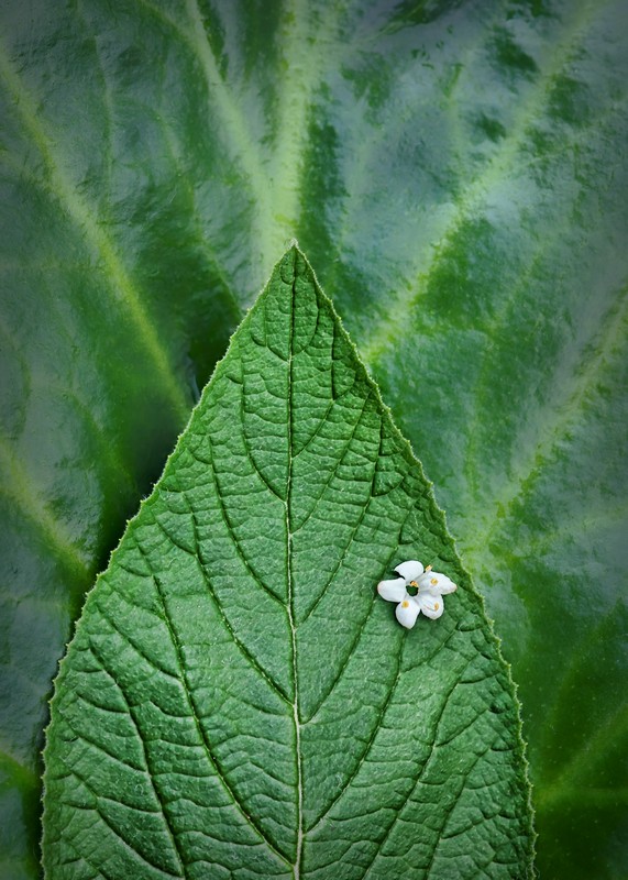 Layers of Springtime