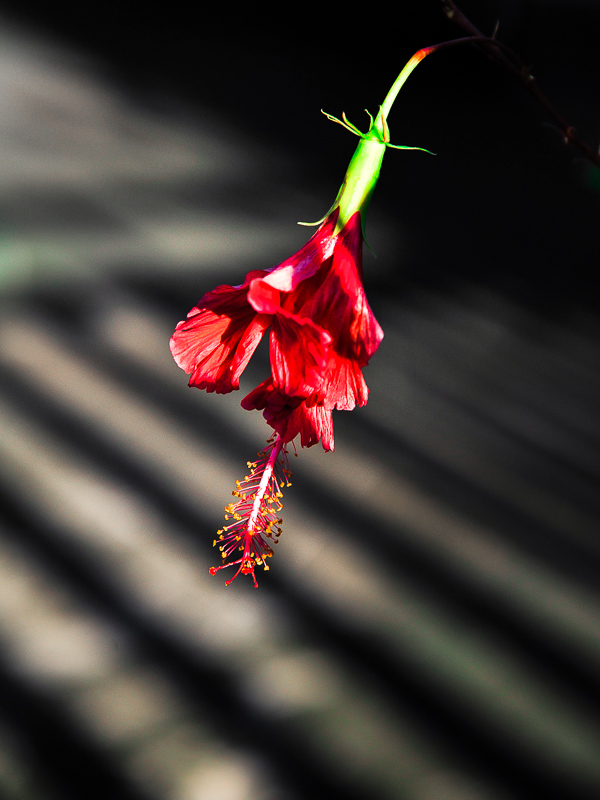 ...nature's beauty behind bars