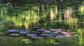 Impression of Monet - Water Lilies
