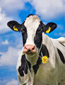 Portrait of a cow