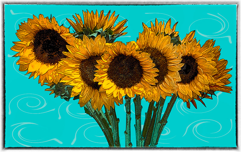 10 Sunflowers No Vase