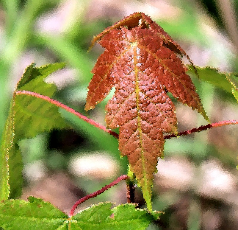 Red Leaf